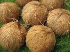 fresh coconut