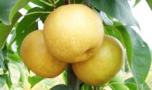 pear juice concentrate 70 brix