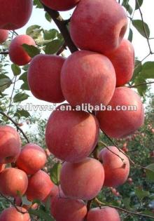 apple juice concentrate