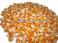 White and Yellow Corn/Maize GRADE 1