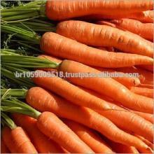 Fresh Clean Raw Carrots for Sell
