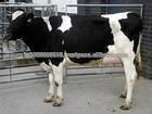 Pregnant Holstein Heifers, BOER GOATS, Sheep