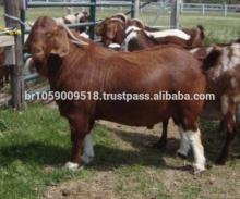 Live Boer Goats,Saanen Goats, Askanian Goats