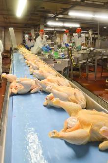 Halal Frozen Whole Chicken