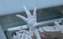  bulk  frozen  chicken  feet