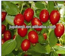 chinese natural health red jujube fruit