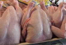 Grade A whole frozen chicken for  export  halal For sale.