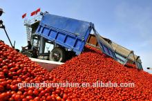 Canned Tomato Paste, Sachet Tomato Paste,