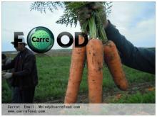 FRESH CAERROT BEST PRICE AND QUALITY CHINESE FRESH