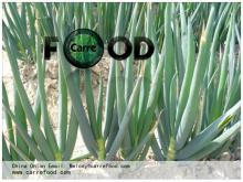 Green Chinese onion OWN FARM