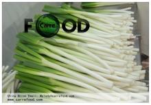 Green Chinese onion OWN FARM 10kg