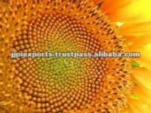 Pure Refined Sunflower Oil
