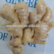 ORGANIC FRESH GINGER 2014