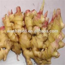 2014 new crop ginger