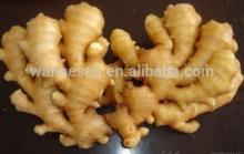 FRESH FARM CLASS 1 GINGER