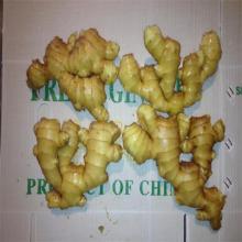 Shandong Fresh Young Ginger Price