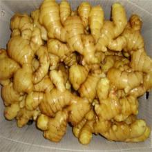 cheap price of fresh ginger in egypt