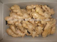 Factory price! ,export fresh ginger