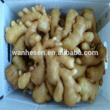 Supply china ginger bulk fresh ginger