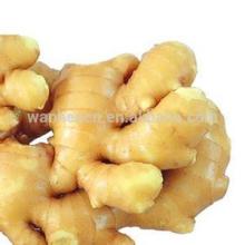 2014 Organic fat fresh ginger