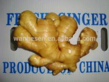 new crop fresh ginger, bulk fresh ginger, Chinese Ginger