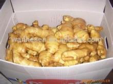 cheap price fresh wet ginger, quality fresh wet ginger, half dry ginger -air dry ginger