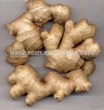 GAP FRESH GINGER in New Season