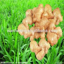 2014 hot sale Thai Fresh ginger, tamarine, chilli