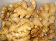 Fresh  Ginger  100g-350g up,  new   crop   ginger 