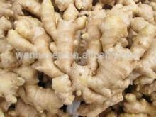 wholesale fresh ginger price in china market