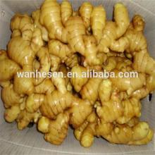 150G 20KG Mesh Bag 100% Fresh Yellow Ginger