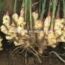 China Manufacturer Supply Varieties of Ginger