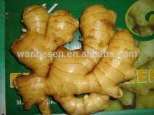 bulk wholesale price of fresh ginger in china market