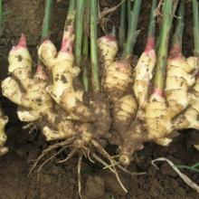 NEW Fresh China Wholesale ginger health benefits