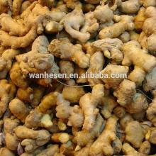 Highly Quality  black   Ginger s price 250g and up