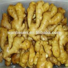 Good Quality US Quality Fresh Young Ginger