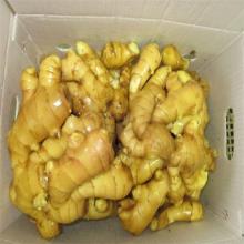 good quality new season fresh ginger price in china