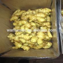 20kg Mesh Bag Packing Fresh Ginger(100-150g)