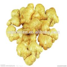 China organic fresh ginger suppliers