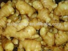 New Crop Fresh  ginger  export For  pure   ginger   juice , best selling  ginger 