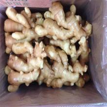 chinese fresh ginger supplier bulk fresh ginger specification
