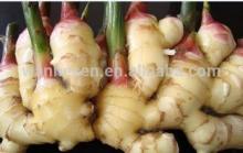 2014 High Quality New Crop Fresh Ginger For UK,CANADA,USA and EU Market, market prices for ginger