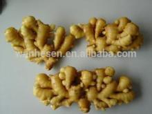 Shandong price of fresh ginger from ginger exporter, fresh ginger price in china