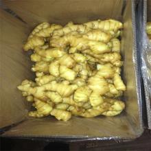 Latest Low Price fresh Ginger, Yellow Fresh Ginger, New Ginger 2014
