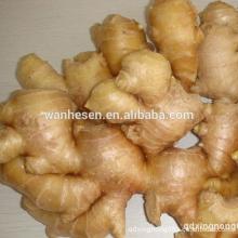 NEW Fresh China Wholesale indonesian ginger 200g -250g