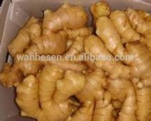 China professional fresh ginger supplier in Shandong