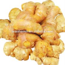 chinese benefits ginger with high quality 200g -250g