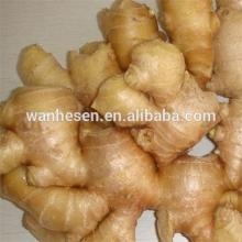 LW-2014 New fresh ginger import export Fresh Ginger Needed