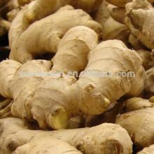 market prices for New Crop Fresh ginger, best selling ginger, dried ginger export prices