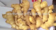 New Crop Fresh ginger export For pure ginger juice, best selling ginger, fresh ginger specification